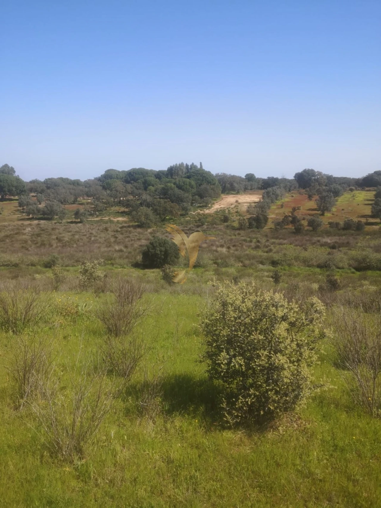 Terreno Agricola ou Rústico para Venda em Ferreira do Alentejo e Canhestros Foto 13
