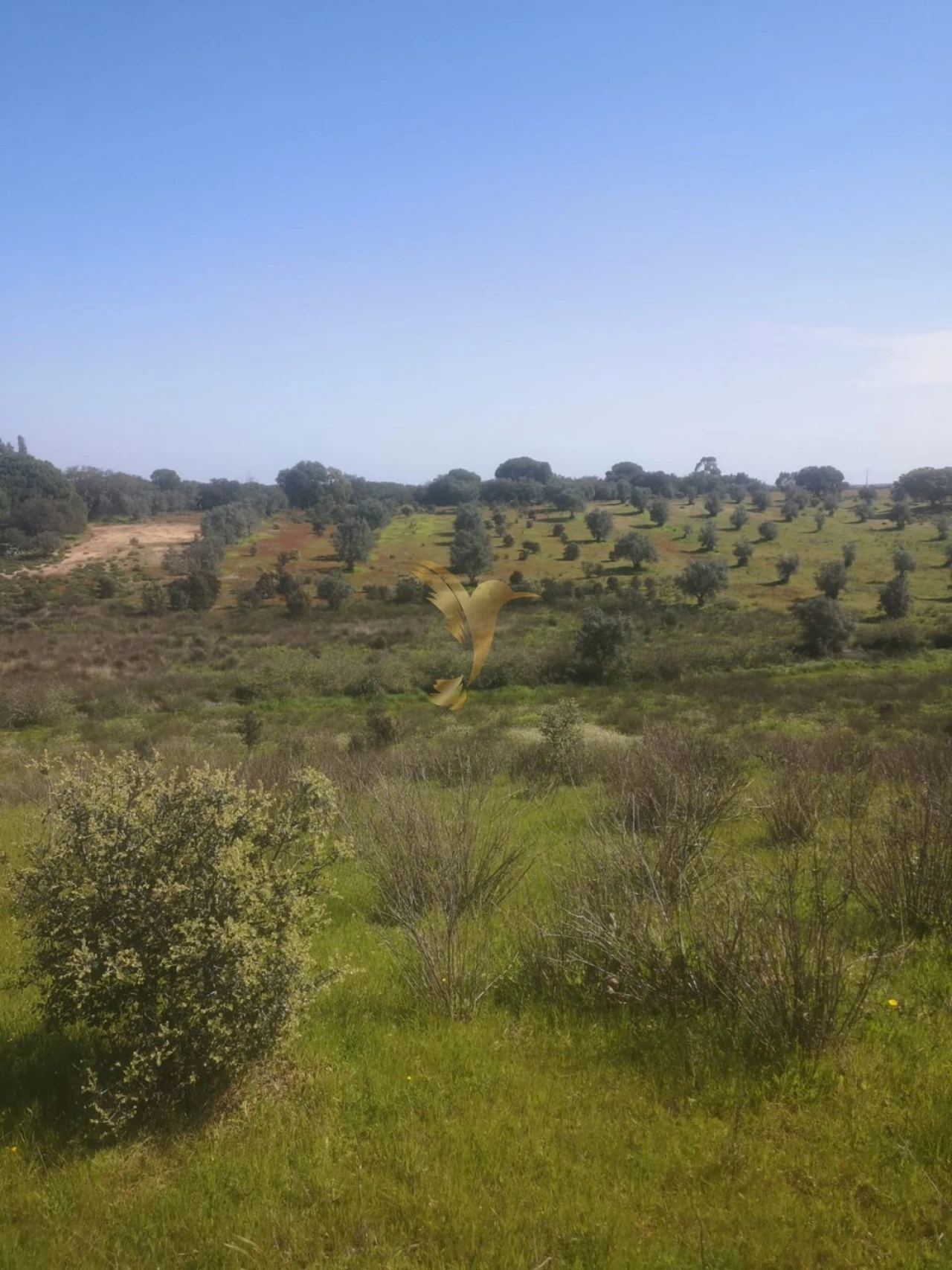 Terreno Agricola ou Rústico para Venda em Ferreira do Alentejo e Canhestros Foto 14
