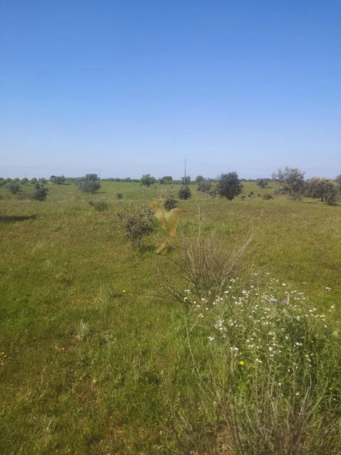 Terreno Agricola ou Rústico para Venda em Ferreira do Alentejo e Canhestros