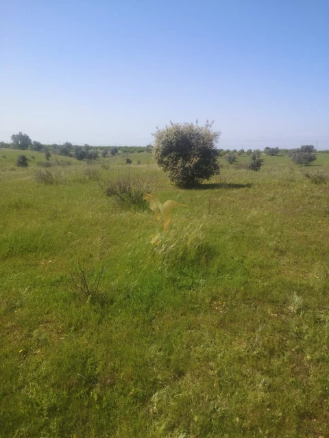 Terreno Agricola ou Rústico para Venda em Ferreira do Alentejo e Canhestros