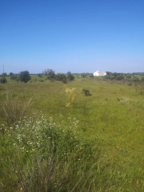 Terreno Agricola ou Rústico para Venda em Ferreira do Alentejo e Canhestros