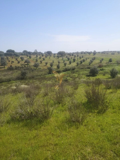 Terreno Agricola ou Rústico para Venda em Ferreira do Alentejo e Canhestros