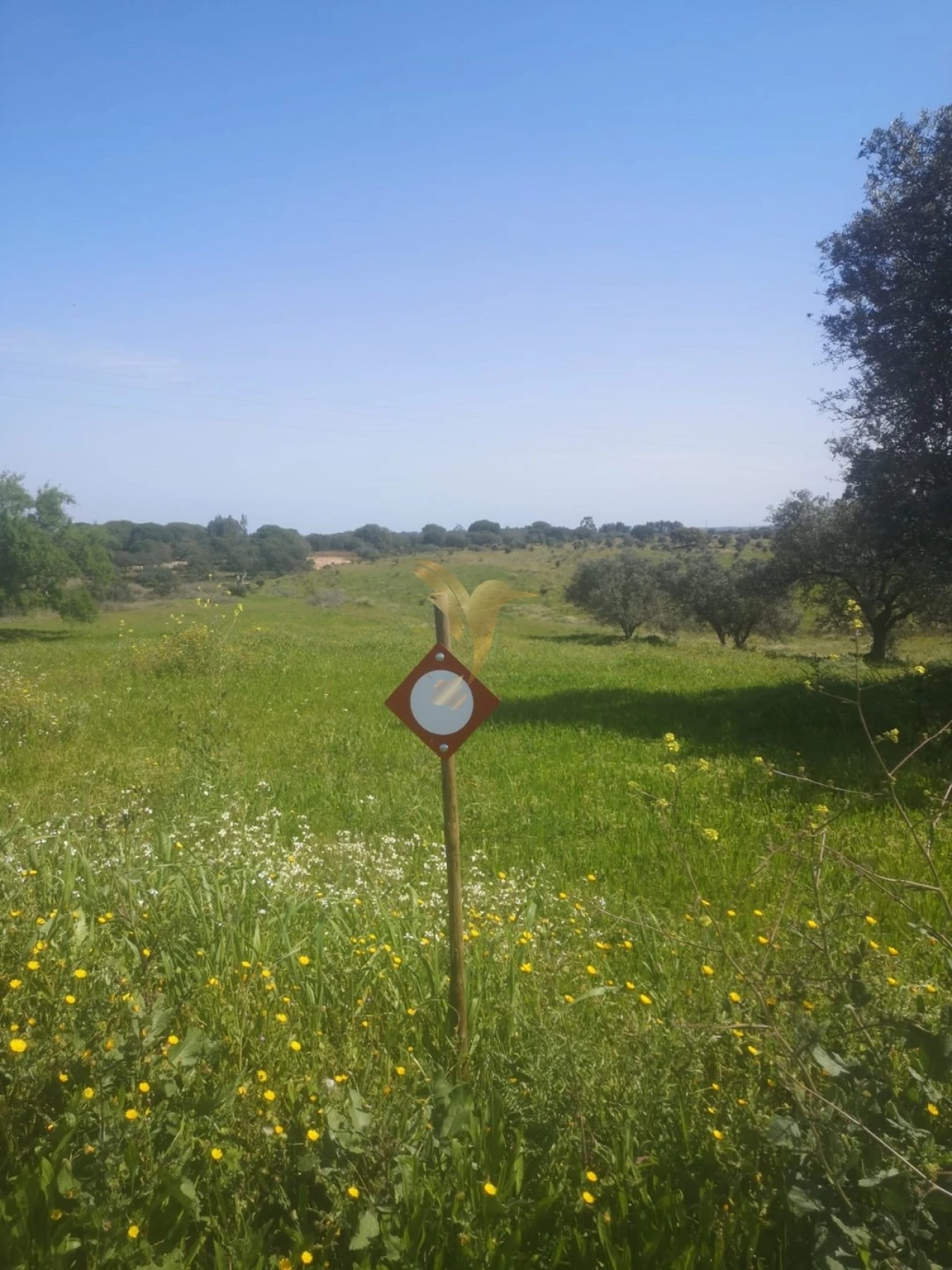 Terreno Agricola ou Rústico para Venda em Ferreira do Alentejo e Canhestros Foto 8