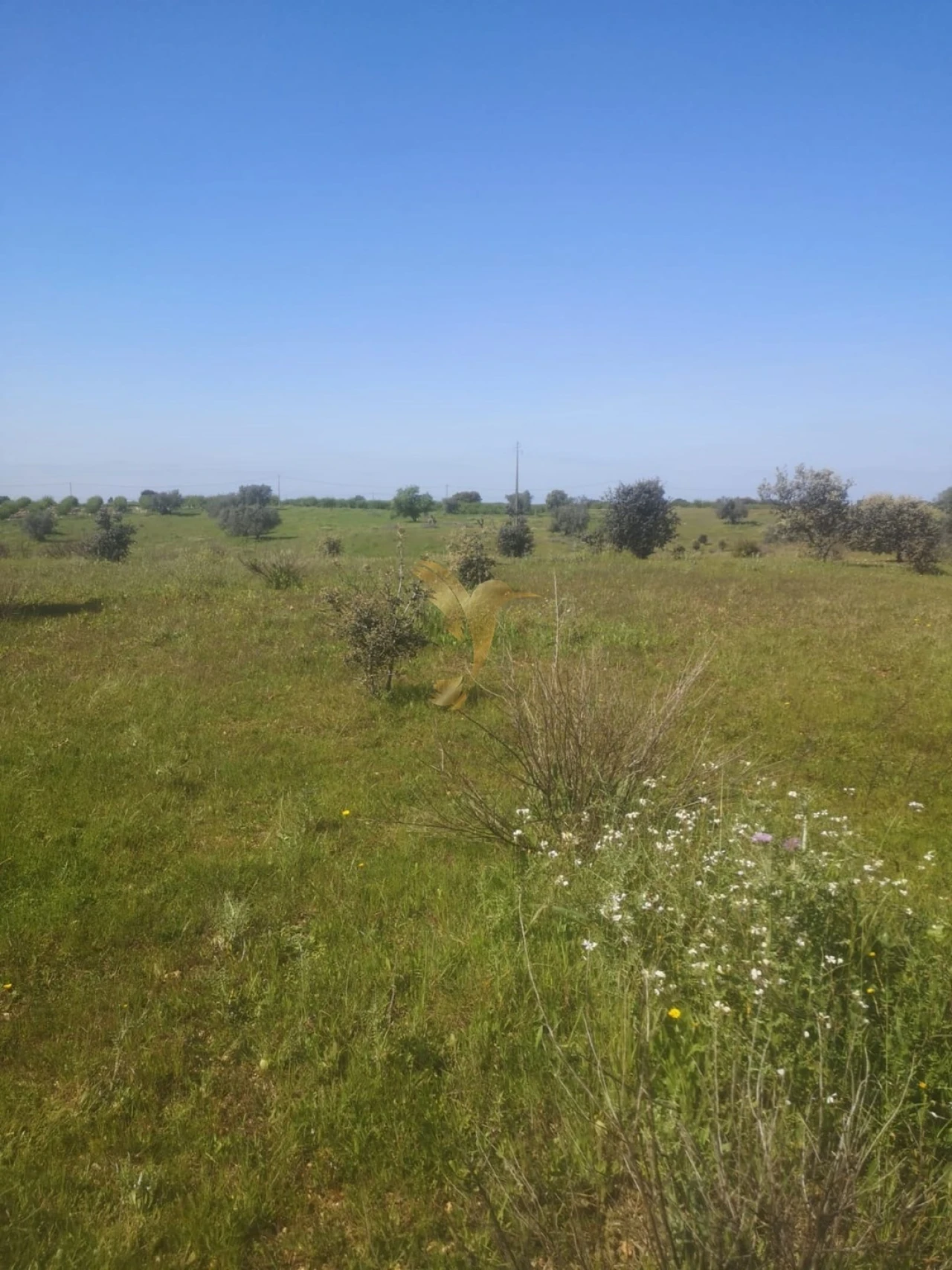 Terreno Agricola ou Rústico para Venda em Ferreira do Alentejo e Canhestros Foto 11