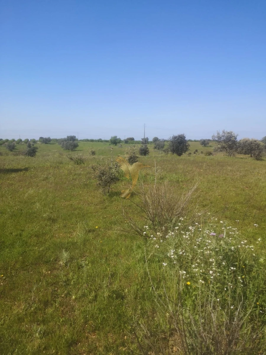 Terreno Agricola ou Rústico para Venda em Ferreira do Alentejo e Canhestros Foto 11