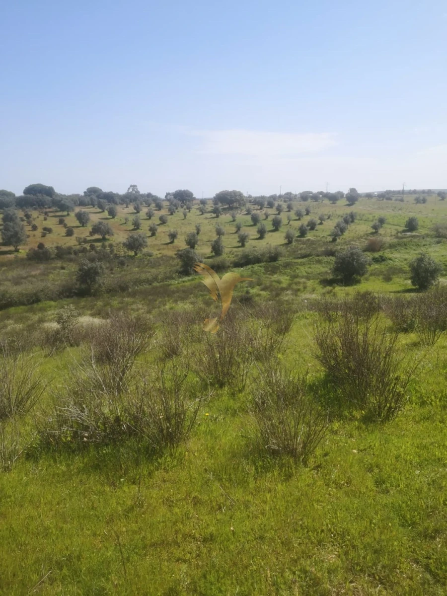 Terreno Agricola ou Rústico para Venda em Ferreira do Alentejo e Canhestros Foto 12