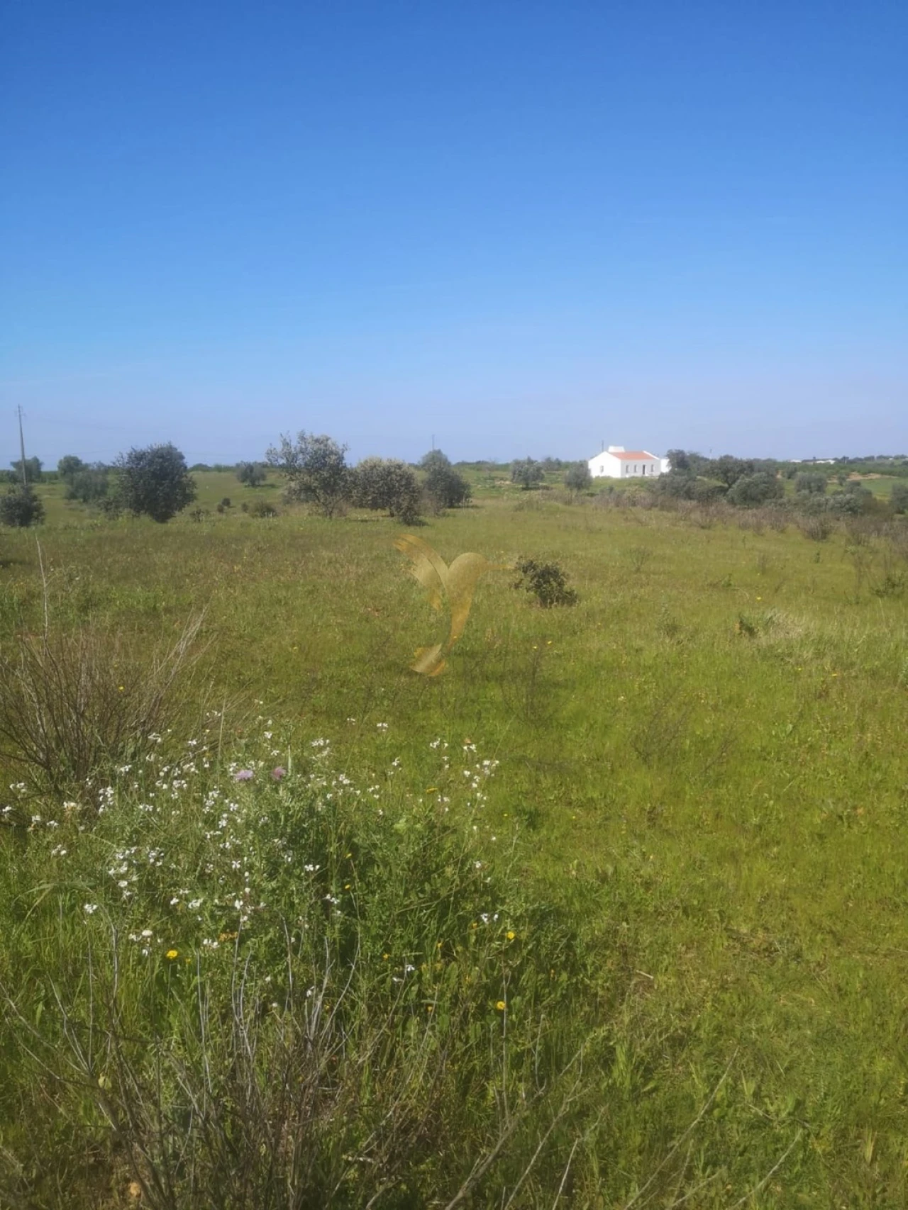 Terreno Agricola ou Rústico para Venda em Ferreira do Alentejo e Canhestros Foto 10