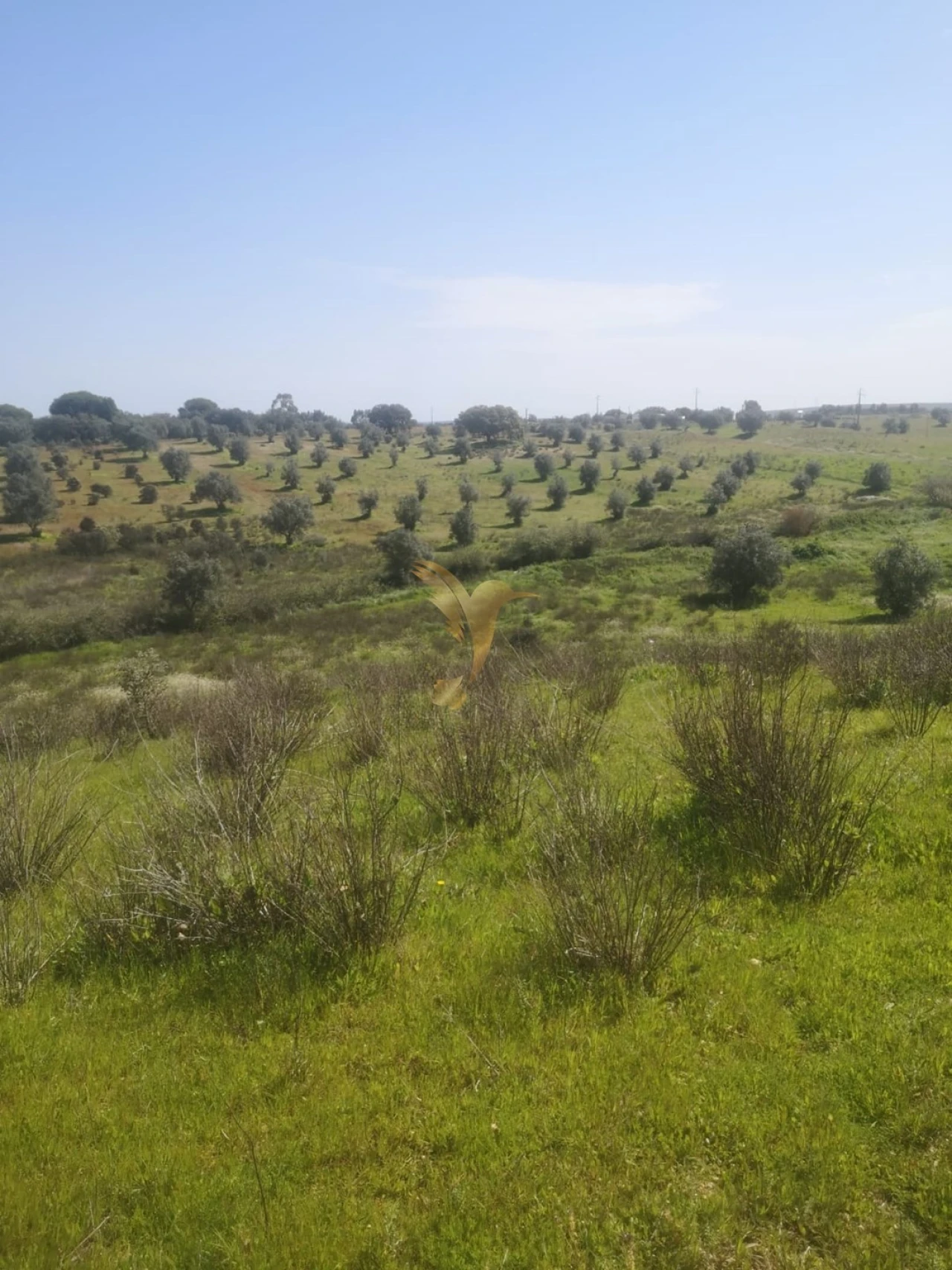 Terreno Agricola ou Rústico para Venda em Ferreira do Alentejo e Canhestros Foto 12