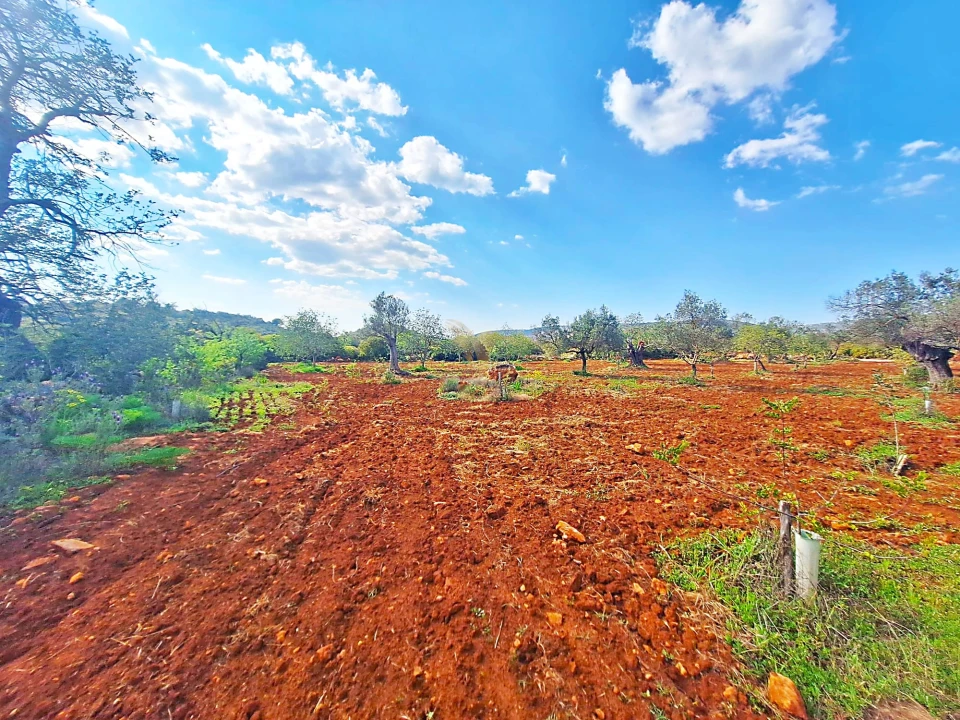 Terreno Agricola ou Rústico para Venda em Loule (São Sebastião) Foto 1