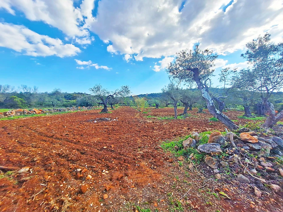 Terreno Agricola ou Rústico para Venda em Loule (São Sebastião) Foto 6