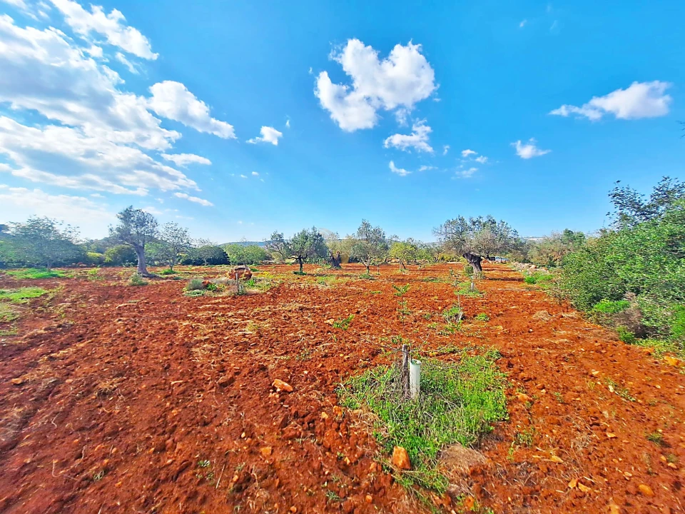 Terreno Agricola ou Rústico para Venda em Loule (São Sebastião) Foto 8
