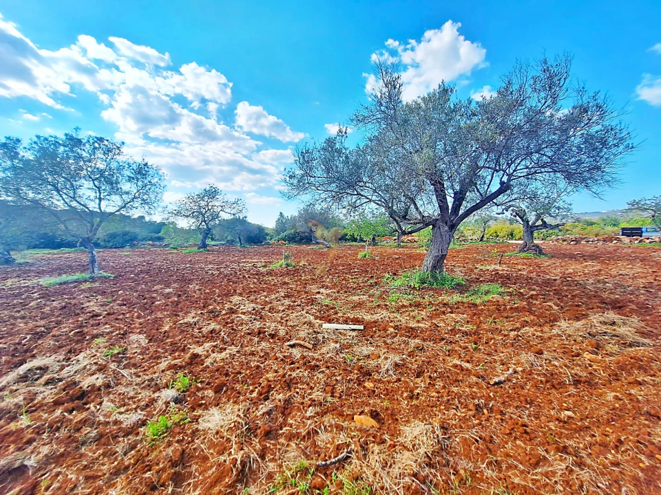 Terreno Agricola ou Rústico para Venda em Loule (São Sebastião) Foto 5