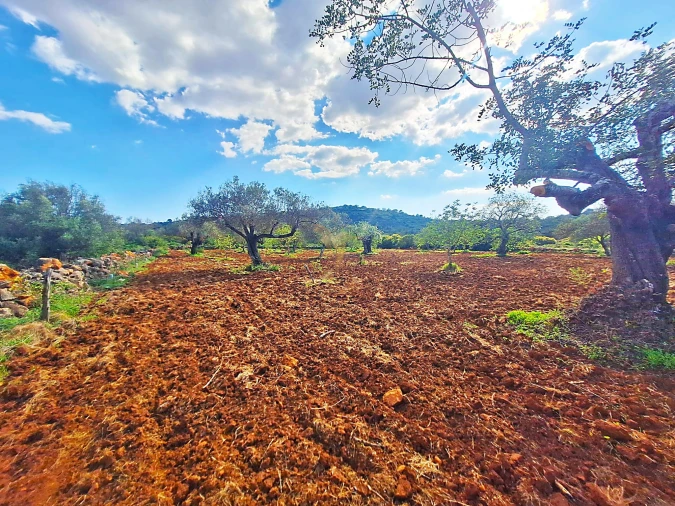 Terreno Agricola ou Rústico para Venda em Loule (São Sebastião) Foto 4