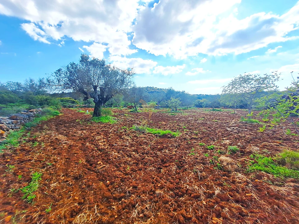 Terreno Agricola ou Rústico para Venda em Loule (São Sebastião) Foto 3