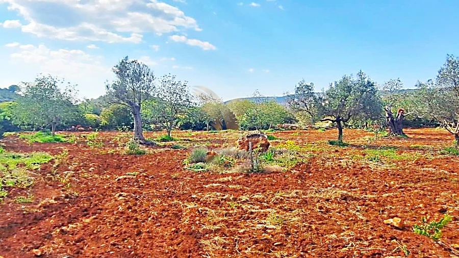 Terreno Agricola ou Rústico para Venda em Loule (São Sebastião)