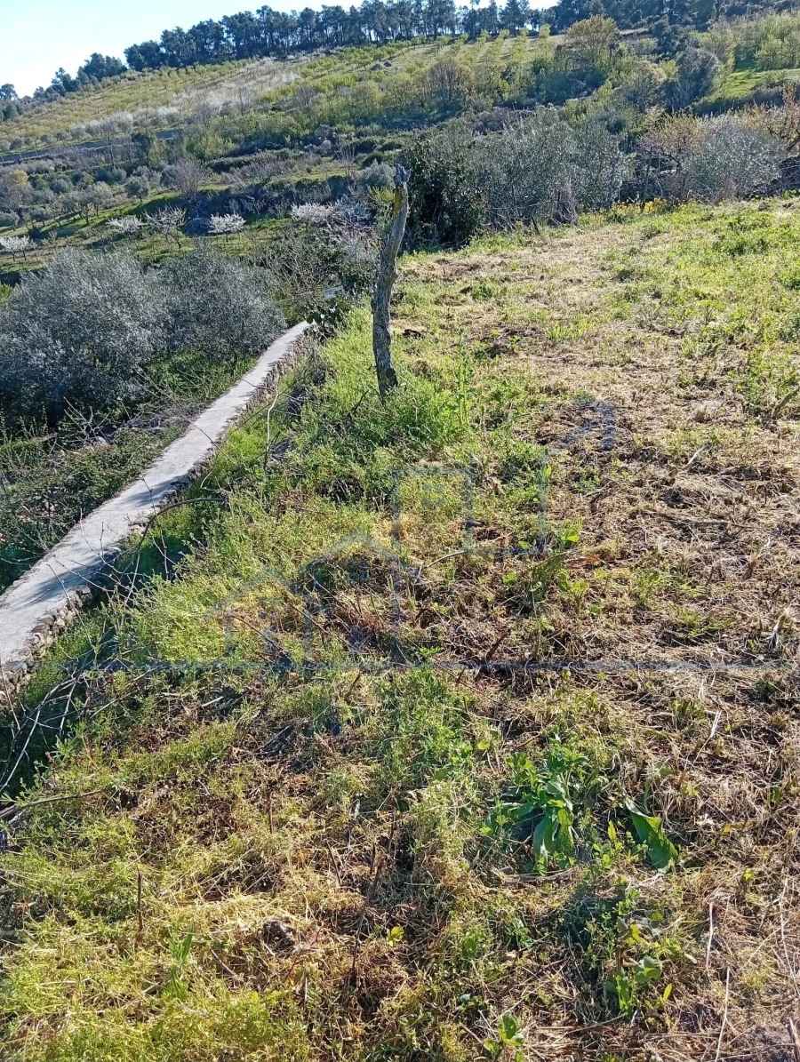 Terreno para Venda em Felgar e Souto da Velha Foto 8
