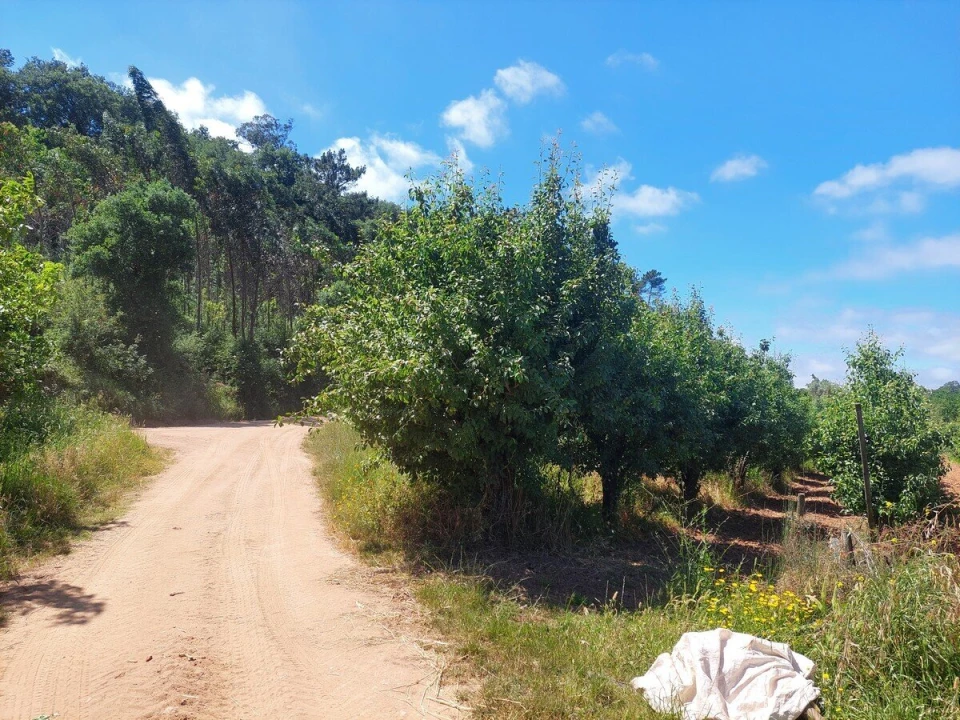 Terreno para Venda em A dos Negros Foto 3