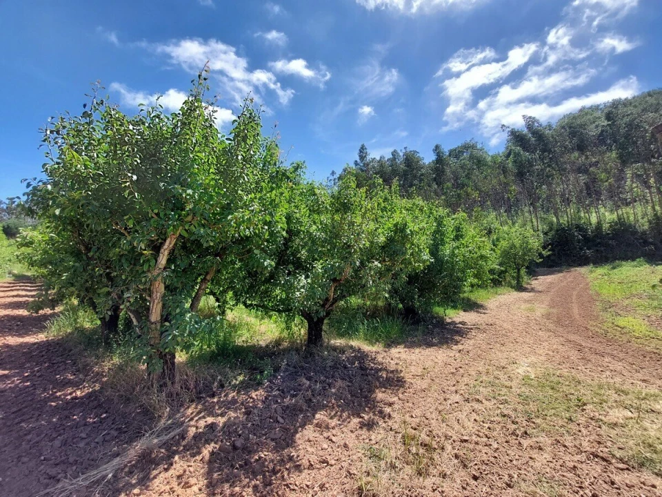 Terreno para Venda em A dos Negros Foto 4