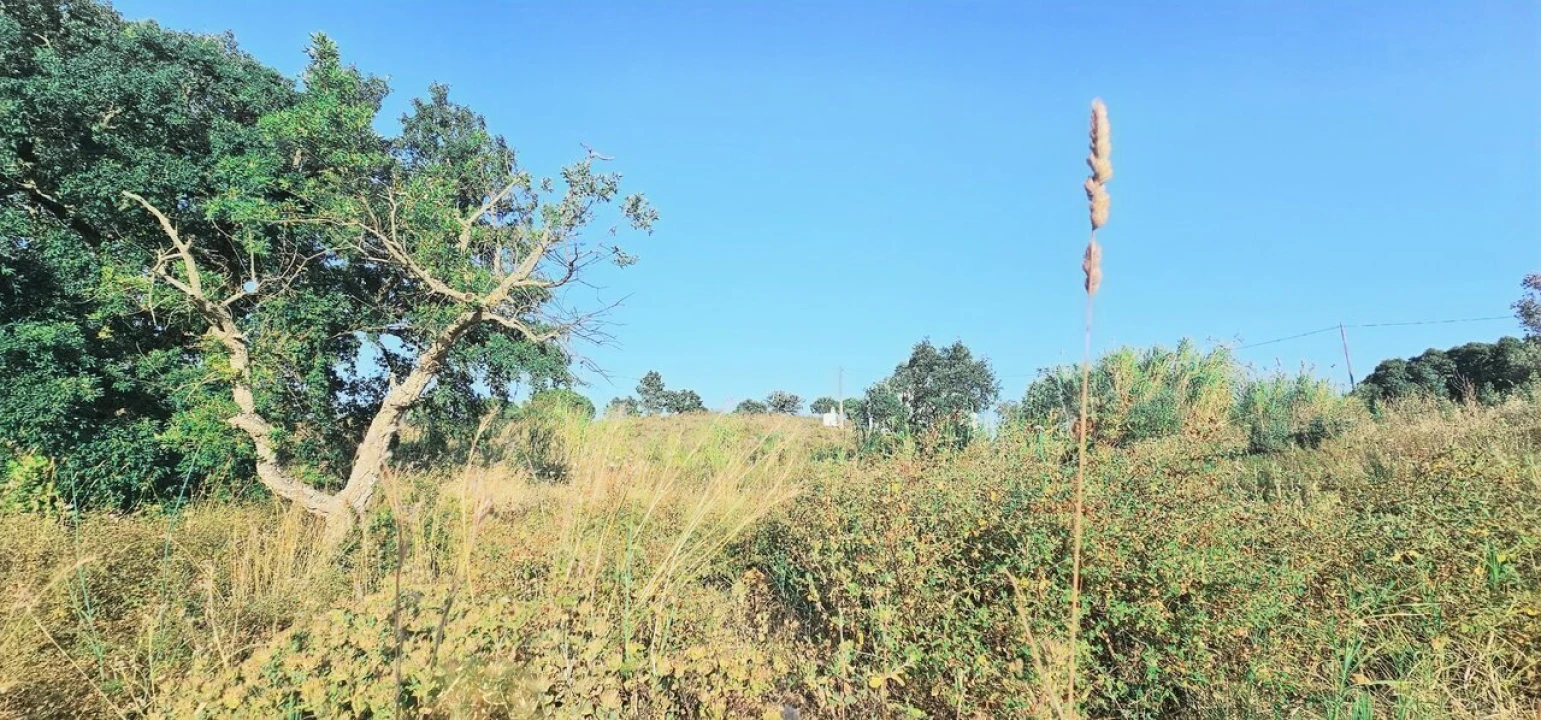 Terreno para Venda em Alcantarilha e Pêra Foto 10