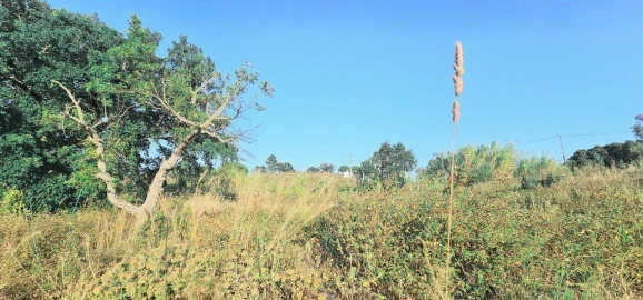 Terreno para Venda em Alcantarilha e Pêra
