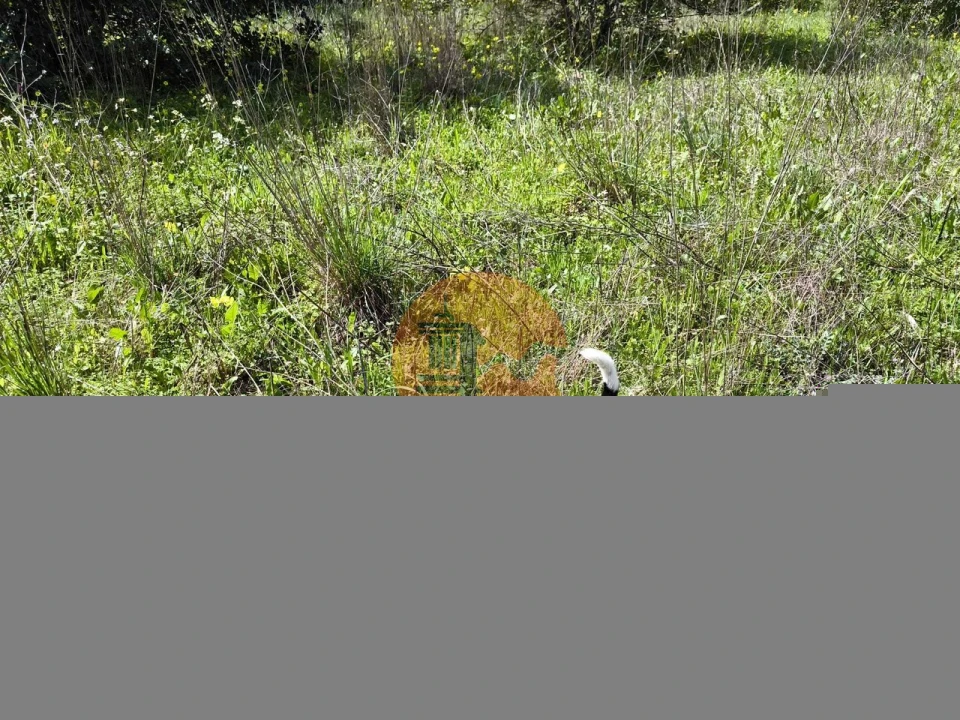 Terreno para Venda em Santa Catarina da Fonte do Bispo Foto 22