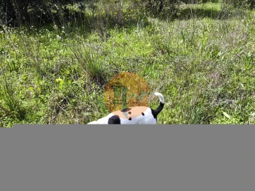 Terreno para Venda em Santa Catarina da Fonte do Bispo