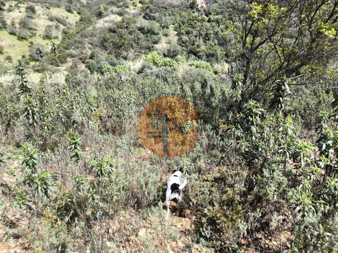 Terreno para Venda em Santa Catarina da Fonte do Bispo Foto 15