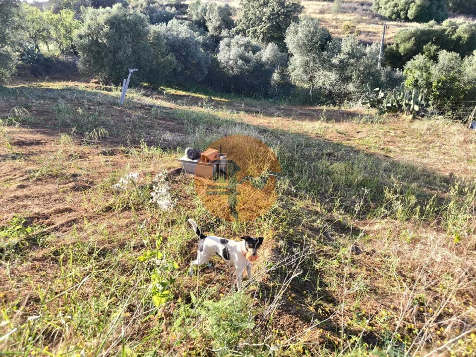 Terreno para Venda em Odeleite Foto 23