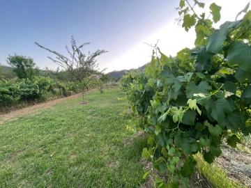 Terreno Agricola ou Rústico para Venda em Penalva de Alva e São Sebastião da Feira