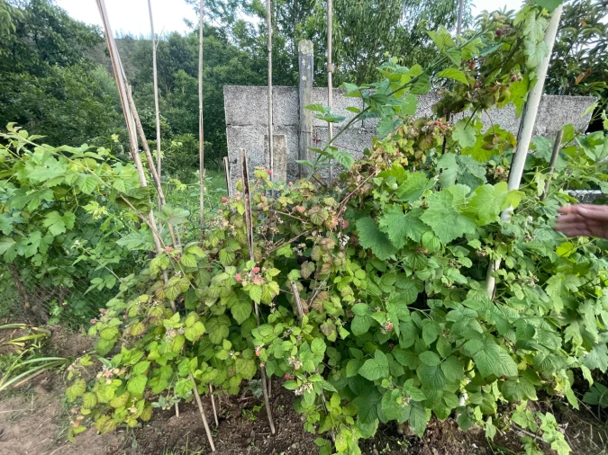 Terreno Agricola ou Rústico para Venda em Penalva de Alva e São Sebastião da Feira Foto 15
