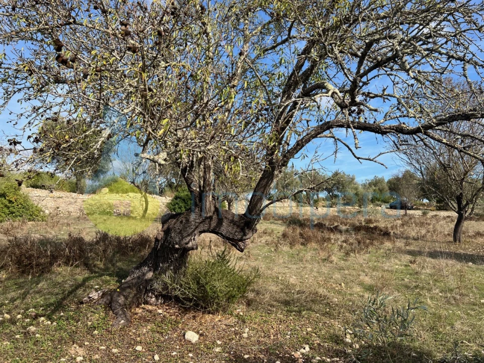 Terreno para Venda em Paderne Foto 24