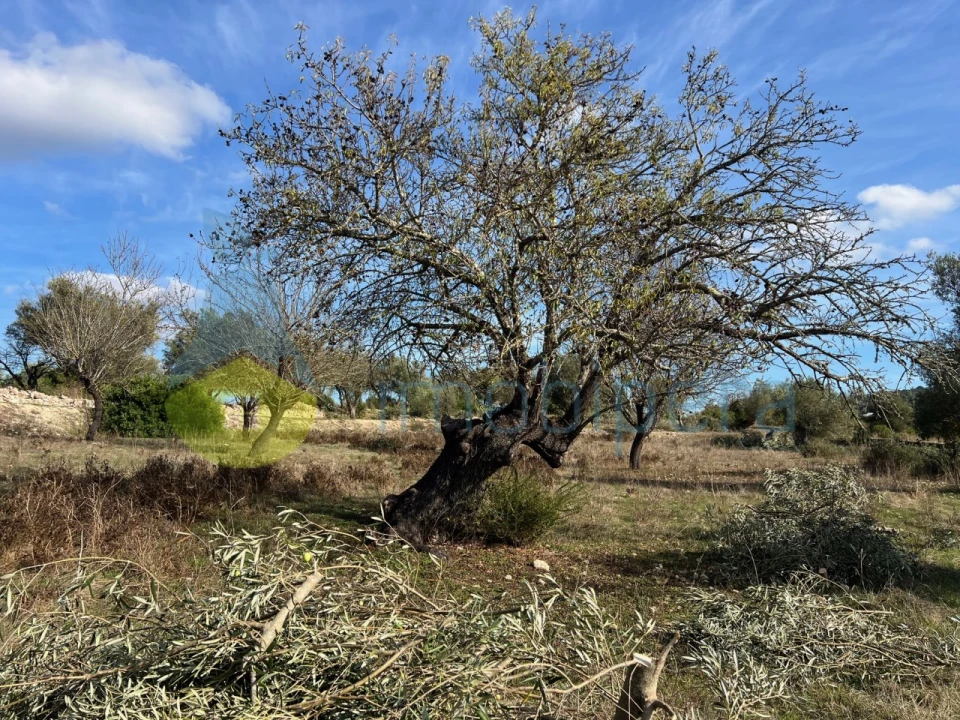 Terreno para Venda em Paderne Foto 26