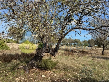 Terreno para Venda em Paderne