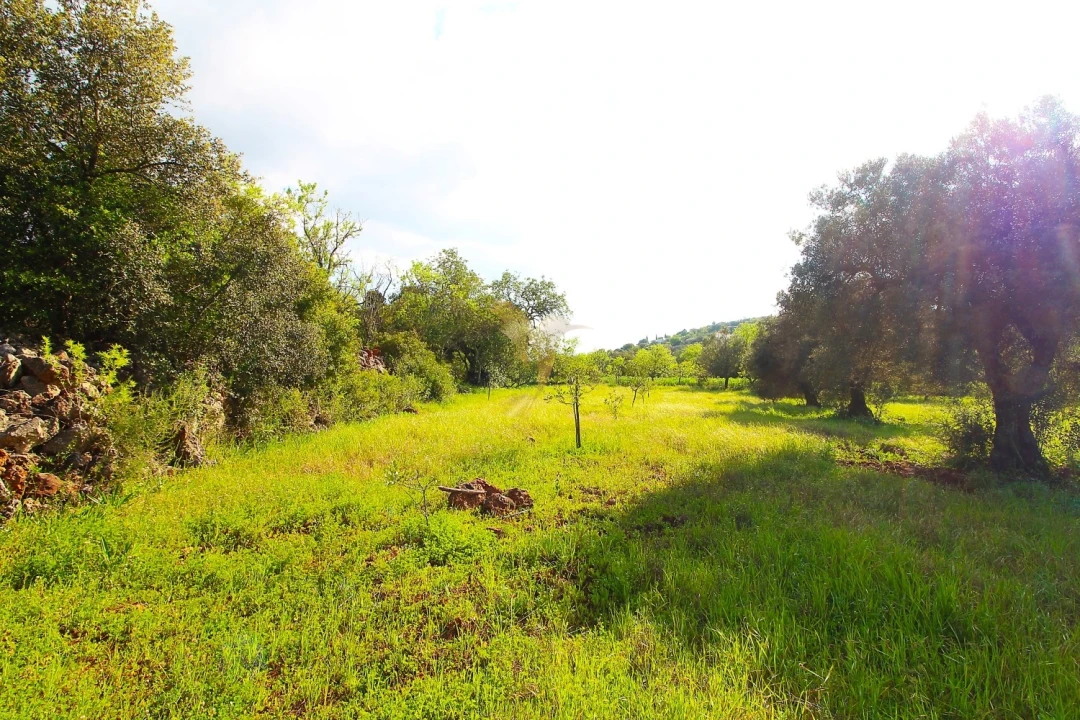 Terreno Agricola ou Rústico para Venda em Loule (São Sebastião) Foto 1