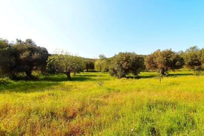 Terreno Agricola ou Rústico para Venda em Loule (São Sebastião)