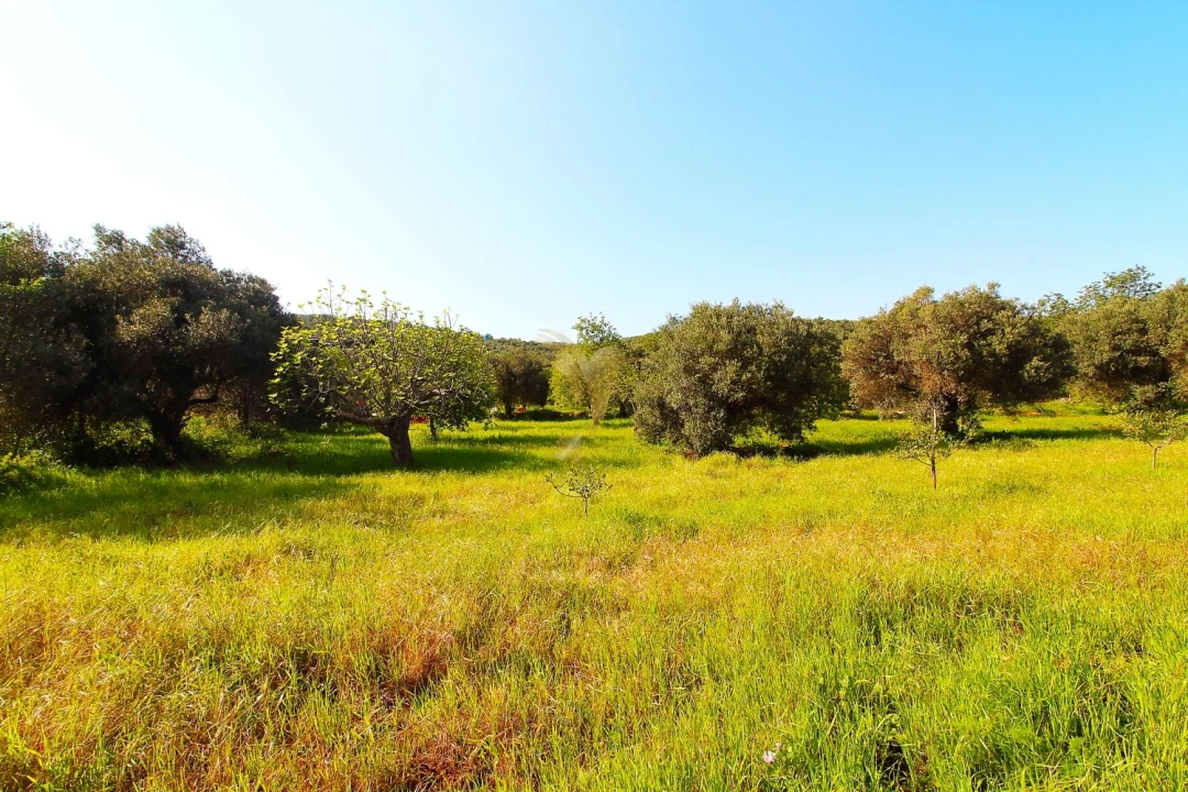 Terreno Agricola ou Rústico para Venda em Loule (São Sebastião) Foto 5