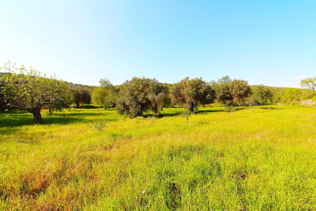 Terreno Agricola ou Rústico para Venda em Loule (São Sebastião) Foto 6