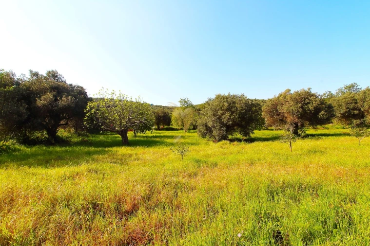 Terreno Agricola ou Rústico para Venda em Loule (São Sebastião) Foto 5