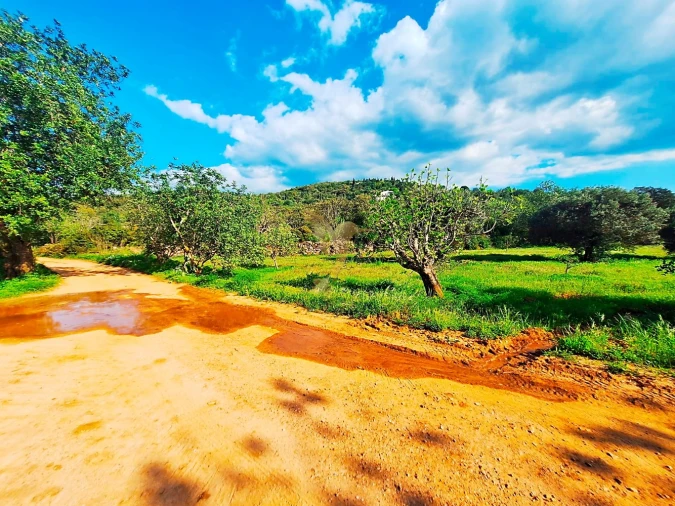 Terreno Agricola ou Rústico para Venda em Loule (São Sebastião) Foto 8