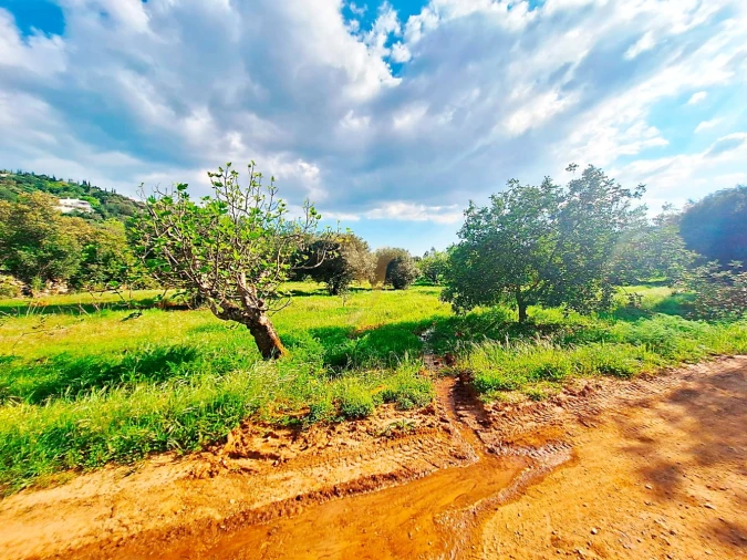 Terreno Agricola ou Rústico para Venda em Loule (São Sebastião) Foto 9