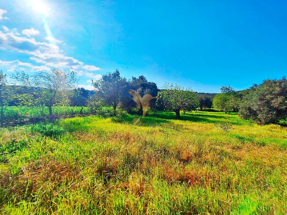 Terreno Agricola ou Rústico para Venda em Loule (São Sebastião) Foto 7