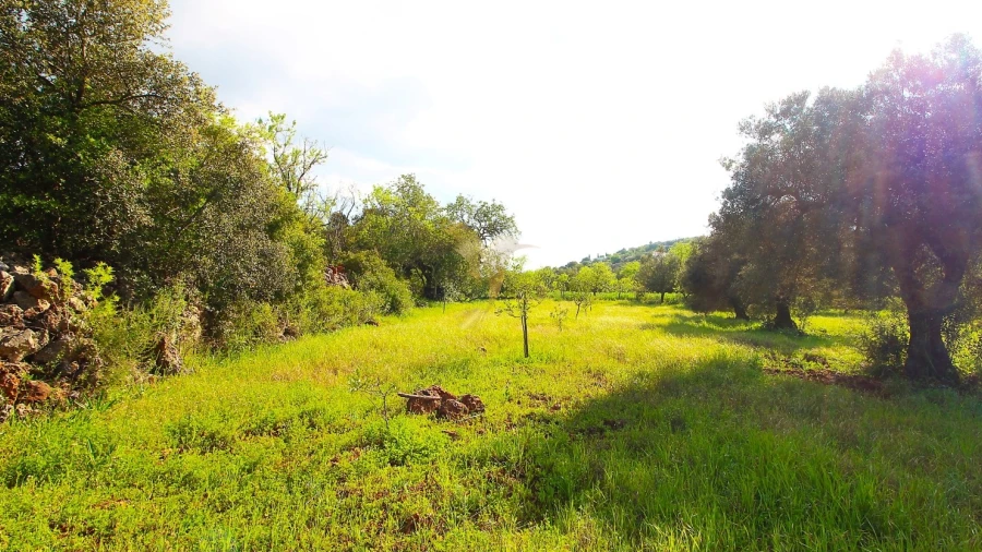 Terreno Agricola ou Rústico para Venda em Loule (São Sebastião)