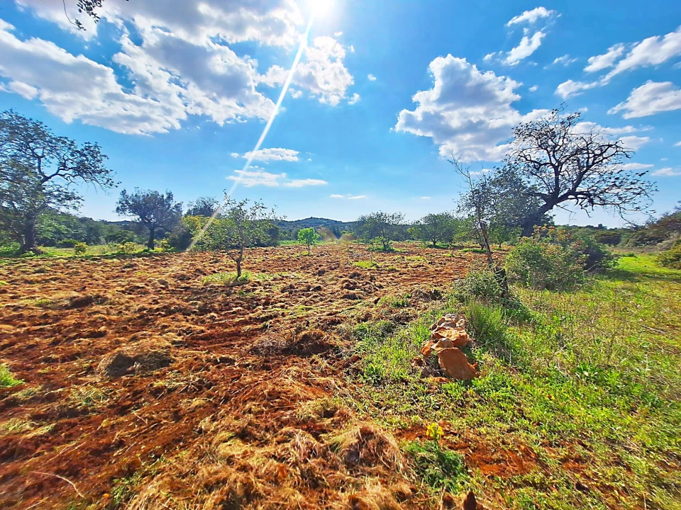 Terreno Agricola ou Rústico para Venda em Loule (São Sebastião) Foto 2