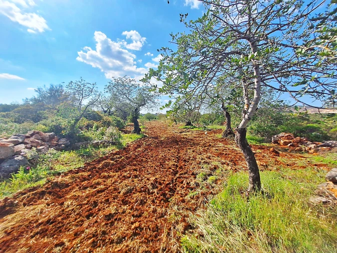 Terreno Agricola ou Rústico para Venda em Loule (São Sebastião) Foto 4