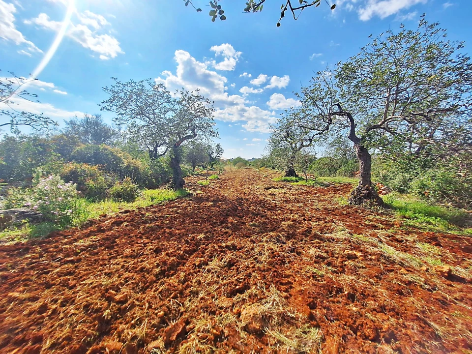Terreno Agricola ou Rústico para Venda em Loule (São Sebastião) Foto 6