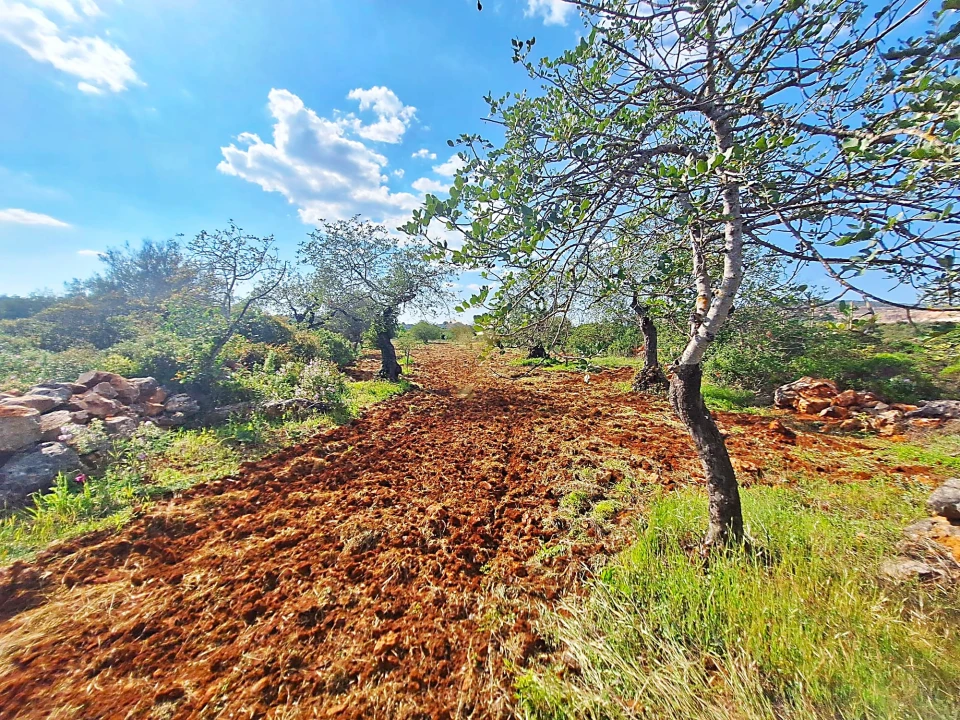 Terreno Agricola ou Rústico para Venda em Loule (São Sebastião) Foto 4