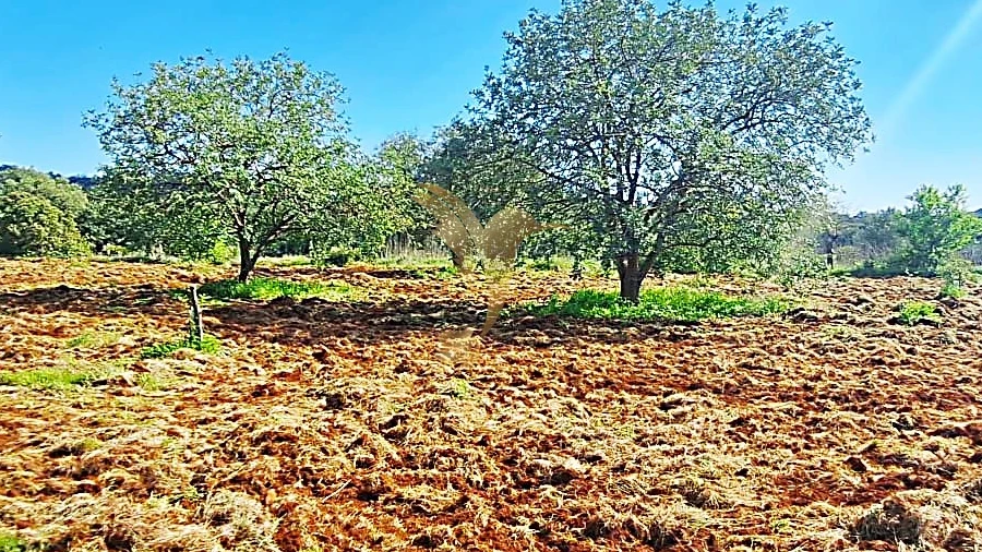 Terreno Agricola ou Rústico para Venda em Loule (São Sebastião)