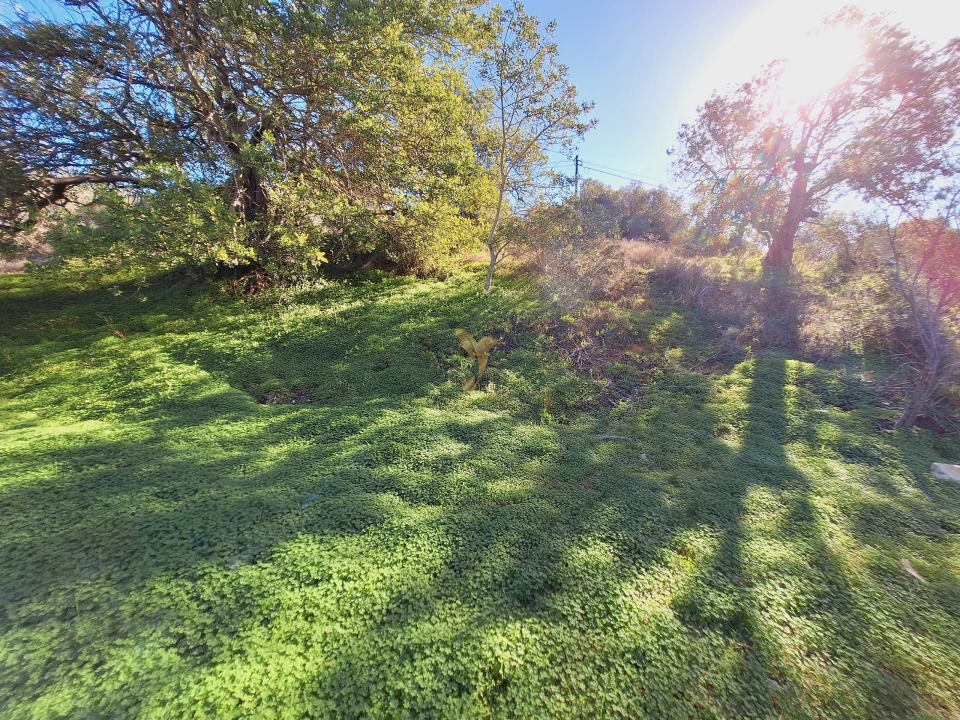 Terreno Agricola ou Rústico para Venda em Boliqueime Foto 11