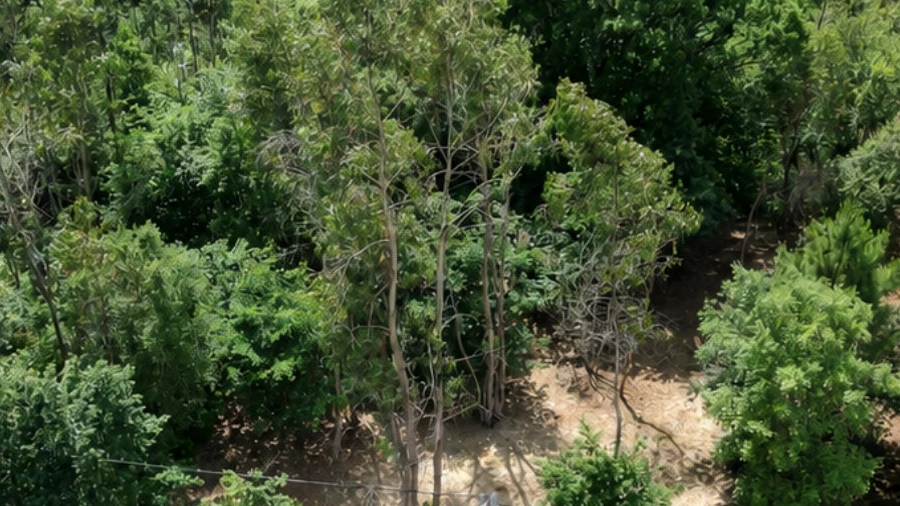 Terreno para Venda em São Roque