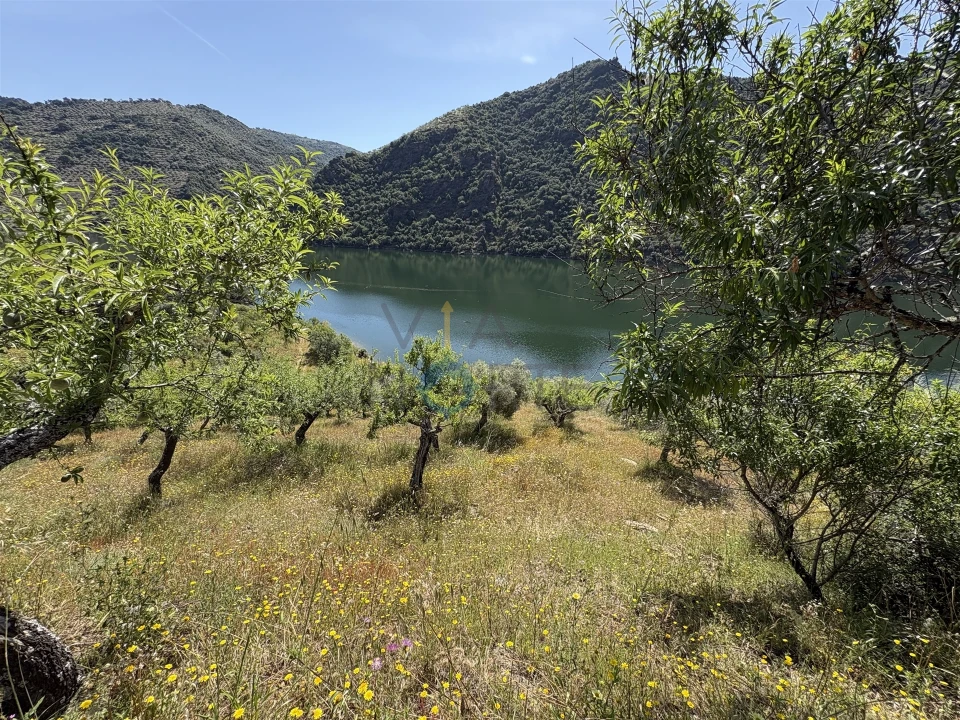 Terreno Agricola ou Rústico para Venda em Vilar Chão Foto 15
